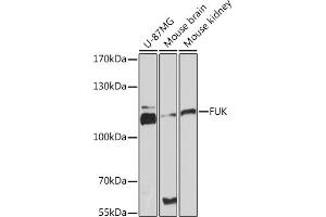 Western blot analysis of extracts of various cell lines, using FUK Rabbit pAb (ABIN7267270) at 1:3000 dilution. (FUK anticorps  (AA 795-1084))