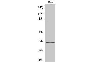 Western Blotting (WB) image for anti-Mitochondrial Ribosomal Protein L19 (MRPL19) (Internal Region) antibody (ABIN3185645) (MRPL19 anticorps  (Internal Region))