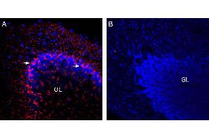 Expression of VGAT in mouse cerebellum. (SLC32A1 anticorps  (Cytosolic, N-Term))
