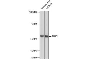 Western blot analysis of extracts of various cell lines, using GLUD1 Rabbit mAb (ABIN7267411) at 1:1000 dilution. (GLUD1 anticorps)