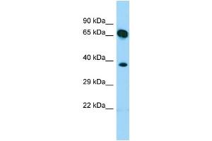 WB Suggested Anti-SHC4 Antibody Titration: 1.