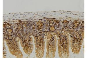 ABIN6274075 at 1/100 staining Mouse colon tissue by IHC-P. (LRP6 anticorps  (C-Term))