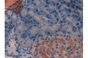 Detection of TFF2 in Rat Pancreas Tissue using Monoclonal Antibody to Trefoil Factor 2 (TFF2)