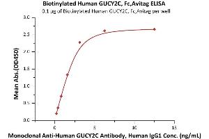 Immobilized Biotinylated Human GUCY2C, Fc,Avitag (ABIN6973083) at 1 μg/mL (100 μL/well) can bind Monoclonal A GUCY2C Antibody, Human IgG1 with a linear range of 0. (GUCY2C Protein (AA 24-430) (Fc Tag,AVI tag,Biotin))