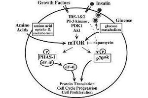 Diagram of Metabolic and autocrine regulation of the mTOR pathway by b-cells.