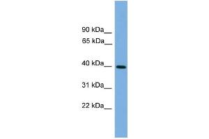 WB Suggested Anti-ITLN2 Antibody Titration: 0. (ITLN2 anticorps  (Middle Region))