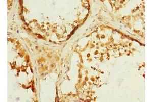 Immunohistochemistry of paraffin-embedded human testis tissue using ABIN7150046 at dilution of 1:100 (ADAM19 anticorps  (AA 203-460))