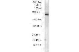 Hsp70 (5A5), rat lysate (HSP70 anticorps)