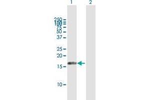 Western Blot analysis of AIF1L expression in transfected 293T cell line by AIF1L MaxPab polyclonal antibody. (AIF1L anticorps  (AA 1-150))