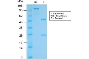 SDS-PAGE Analysis Purified anti-biotin Rabbit Recombinant Monoclonal antibody (BTN/2032R). (Recombinant Biotin anticorps)