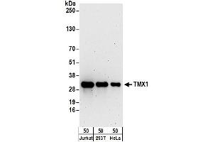 Western Blotting (WB) image for anti-Thioredoxin-Related Transmembrane Protein 1 (TMX1) (AA 230-280) antibody (ABIN7454574)