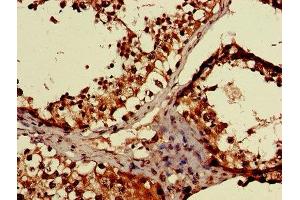 IHC image of ABIN7158870 diluted at 1:600 and staining in paraffin-embedded human testis tissue performed on a Leica BondTM system.