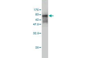Western Blot detection against Immunogen (66.