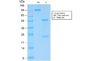 SDS-PAGE Analysis of Purified IgG4 Rabbit Recombinant Monoclonal Antibody ABIN6383885.