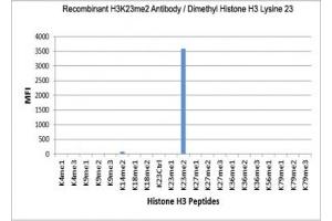 The recombinant H3K23me2 antibody specifically reacts to Histone H3 dimethylated at Lysine 23 (K23me2). (Recombinant Histone 3 anticorps  (2meLys23))
