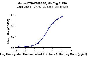 Immobilized Mouse ITGAV&ITGB8, His Tag at 5 μg/mL (100 μL/Well) on the plate.