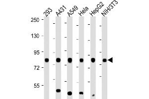 All lanes : Anti-RPS6KA3-p. (RPS6KA3 anticorps  (Ser369))
