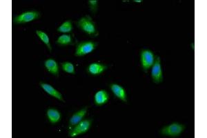 Immunofluorescence staining of Hela cells cells with ABIN7144990 at 1:200, counter-stained with DAPI.