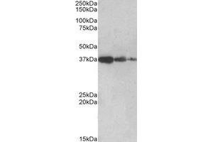 Image no. 1 for anti-Protein Phosphatase 2A Activator, Regulatory Subunit 4 (PPP2R4) (C-Term) antibody (ABIN452430)