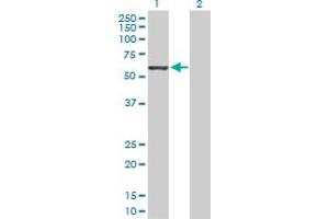 Western Blot analysis of GRB10 expression in transfected 293T cell line by GRB10 MaxPab polyclonal antibody. (GRB10 anticorps  (AA 1-536))
