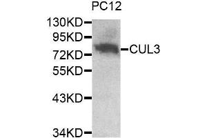Western blot analysis of extracts of PC12 cell line, using CUL3 antibody. (Cullin 3 anticorps  (AA 569-768))