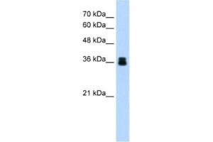 Western Blotting (WB) image for anti-Pirin (PIR) antibody (ABIN2460779) (Pirin anticorps)