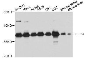 Western blot analysis of extracts of various cell lines, using EIF3J antibody. (EIF3S1 anticorps  (AA 1-258))