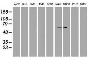 Image no. 2 for anti-F-Box Protein 31 (FBXO31) antibody (ABIN1498239) (FBXO31 anticorps)