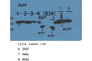 Western Blot (WB) analysis of sample using ALPP/ALPPL2 Polyclonal Antibody.
