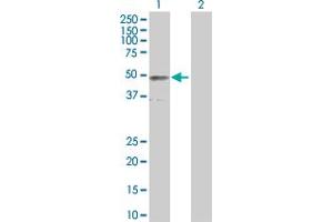 Western Blot analysis of IFNGR2 expression in transfected 293T cell line by IFNGR2 MaxPab polyclonal antibody.