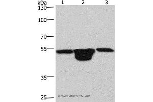 Western blot analysis of Hela cell,  mouse muscle and kidney tissue, using PLEKHO1 Polyclonal Antibody at dilution of 1:200 (PLEKHO1 anticorps)