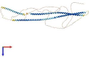AlphaFold protein structure predicition of Mouse Recombinant Krt76 Protein, UniprotID Q3UV17
