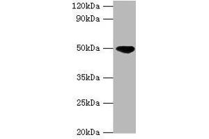Western blot All lanes: IDH2 antibody at 5 μg/mL + Hela whole cell lysate Secondary Goat polyclonal to rabbit IgG at 1/10000 dilution Predicted band size: 51, 46 kDa Observed band size: 51 kDa (IDH2 anticorps  (AA 193-452))