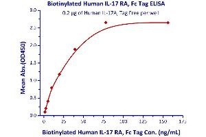 Measured by its binding ability in a functional ELISA.