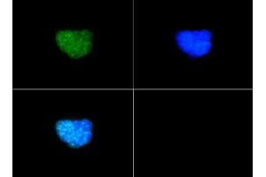 Immunofluorescence of Rabbit Anti-Histone H3 [p Thr6, Dimethyl Lys9] Antibody. (Histone 3 anticorps  (H3K9me2, pThr6))