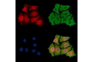 ABIN7095883 and ABIN7099945 staining HepG2 cells by IF/ICC. (PHRF1 anticorps)