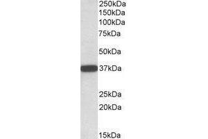 AP23662PU-N Cyb5r3 antibody staining of Human Umbilical Cord lysate at 0. (CYB5R3 anticorps  (C-Term))