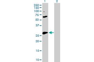 Western Blot analysis of BCL2L1 expression in transfected 293T cell line by BCL2L1 MaxPab polyclonal antibody. (BCL2L1 anticorps  (AA 1-233))