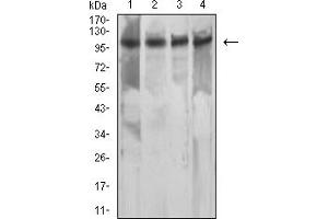 Western blot analysis using MSH2 mouse mAb against Hela (1), NIH/3T3 (2), A549 (3), and A431 (4) cell lysate.
