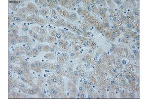 Immunohistochemical staining of paraffin-embedded lymph node tissue using anti-NEUROG1mouse monoclonal antibody. (Neurogenin 1 anticorps)