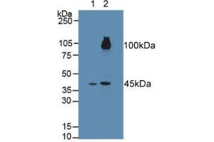 Figure. (FGFRL1 anticorps  (AA 164-368))