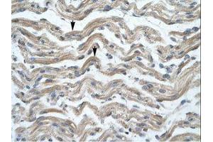 Image no. 1 for anti-Msh Homeobox 1 (MSX1) (AA 102-151) antibody (ABIN202185)