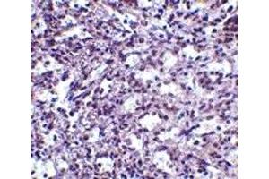 Immunohistochemistry (IHC) image for anti-Stromal Interaction Molecule 2 (Stim2) (C-Term) antibody (ABIN1030707) (Stim2 anticorps  (C-Term))