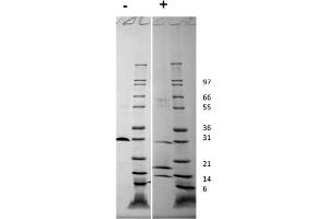 SDS-PAGE of Human Platelet Derived Growth Factor-AB Recombinant Protein SDS-PAGE of Human Platelet Derived Growth Factor-AB Recombinant Protein. (PDGF-AB Heterodimer Protéine)