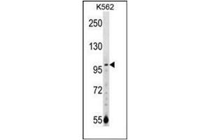 Western blot analysis of NARG1 Antibody (N-term) in K562 cell line lysates (35ug/lane). (NAA15 anticorps  (N-Term))