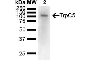 Western Blot analysis of Mouse brain showing detection of 110 kDa TrpC5 protein using Mouse Anti-TrpC5 Monoclonal Antibody, Clone N67/15 (ABIN2485377).
