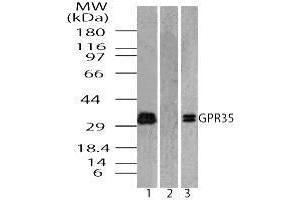 Image no. 1 for anti-G Protein-Coupled Receptor 35 (GPR35) (AA 275-325) antibody (ABIN960192)