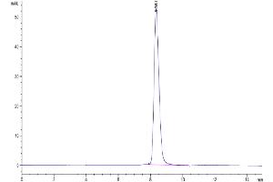 The purity of Human BPIFA1 is greater than 90 % as determined by SEC-HPLC. (BPIFA1 Protein (AA 20-256))