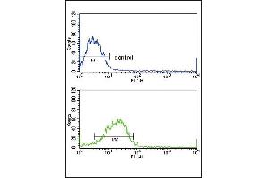 SD4 Antibody (C-term) (ABIN652388 and ABIN2841883) flow cytometric analysis of MCF-7 cells (bottom histogram) compared to a negative control cell (top histogram).