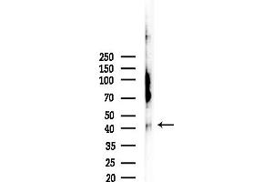 Western blot analysis of lysates from COLO205 cells, using Phospho-CREB (Ser142) Antibody at 1/1000 dilution.